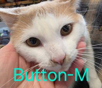 Domestic Short Hair Cats Available for Adoption in Cloquet, Minnesota - Button | PetCurious
