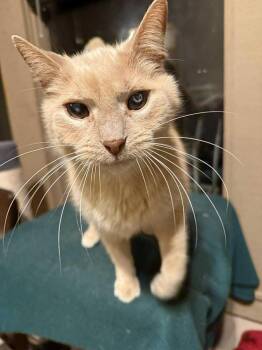 Rescue Domestic Short Hair Cats for Adoption in Marion, Indiana - Simon | PetCurious