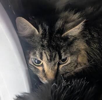 Six -  Domestic Long Hair Cat for Adoption in Springfield, Illinois - Six | PetCurious