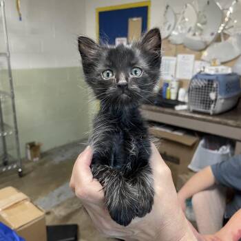 Turkey Leg -  Domestic Long Hair Cat for Adoption in Eureka Springs, Arkansas - Turkey Leg | PetCurious