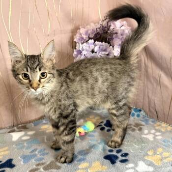 Scone -  Domestic Short Hair Cat for Adoption in Long Beach, Mississippi - Scone | PetCurious