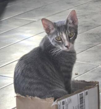 Cowboy - Hat Litter -  Tabby Cat for Adoption in Anthem, Arizona - Cowboy - Hat Litter | PetCurious