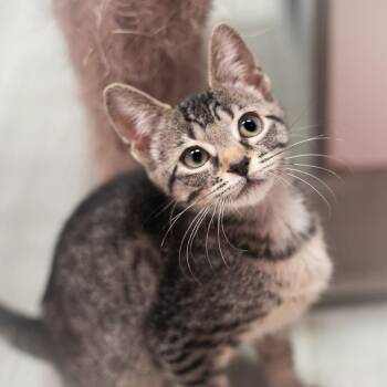 Rumor -  Domestic Short Hair Cat for Adoption in St. Augustine, Florida - Rumor | PetCurious