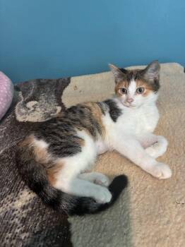 JuJu -  Calico and Domestic Short Hair Cat for Adoption in Howell, Michigan - JuJu | PetCurious
