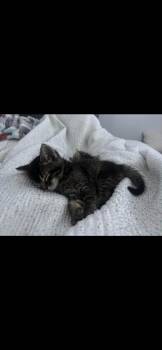 Tabby Cats Available for Adoption - Brownie Napa | PetCurious