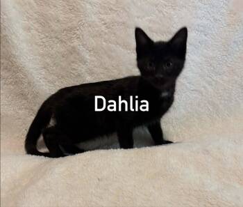 Dahlia -  Domestic Short Hair Cat for Adoption in Morehead, Kentucky - Dahlia | PetCurious