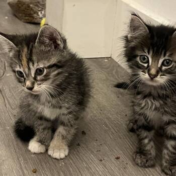 Hopper -  Domestic Short Hair Cat for Adoption in Jupiter, Florida - Hopper | PetCurious