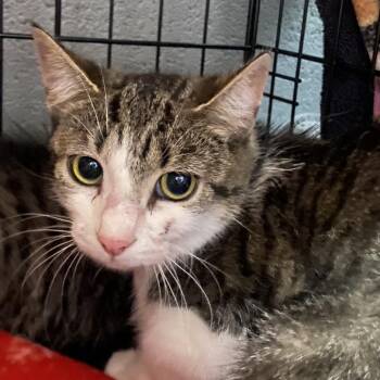 Marina -  Domestic Short Hair Cat for Adoption in Allentown, Pennsylvania - Marina | PetCurious