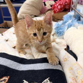 Shamrock -  Domestic Short Hair Cat for Adoption in Logan, Ohio - Shamrock | PetCurious