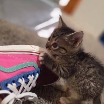 Kovu -  Domestic Short Hair Cat for Adoption in Los Angeles, California - Kovu | PetCurious