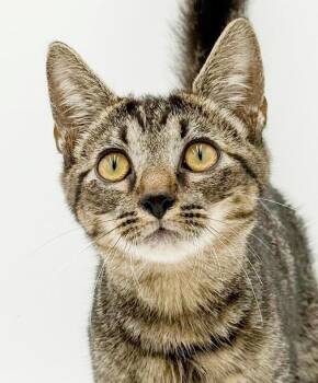 Serena is nothing less than magic - VIDEOS - way smaller in pers -  Tabby and Bengal Cat for Adoption in Bedford Hills, New York - Serena Is Nothing Less Than Magic - VIDEOS - Way Smaller In Pers | PetCurious