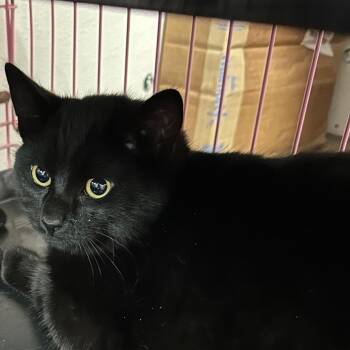 Domestic Short Hair Cats Available for Adoption - Larry | PetCurious