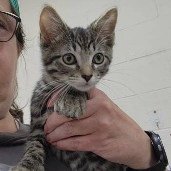 Sour Patch -  Domestic Short Hair Cat for Adoption in Walker, Michigan - Sour Patch | PetCurious