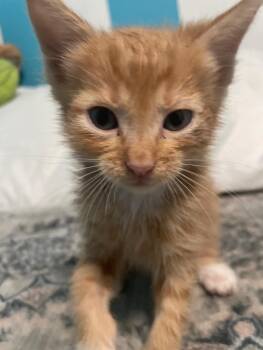 Rescue Domestic Short Hair Cats for Adoption in New Braunfels, Texas - Phineas | PetCurious