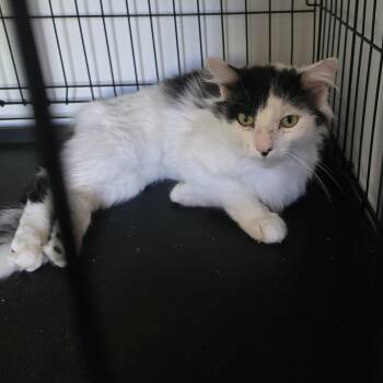 Domestic Long Hair Cats Available for Adoption in Tyner, Kentucky - Watson | PetCurious