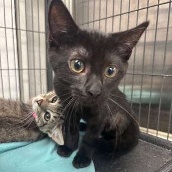 Andarna -  Domestic Short Hair Cat for Adoption in Lakeland, Florida - Andarna | PetCurious