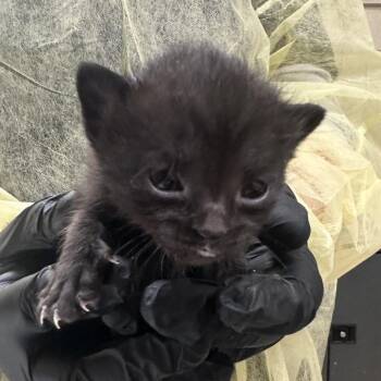Tonga (grey) -  Domestic Short Hair Cat for Adoption in Winston-salem, North Carolina - Tonga (grey) | PetCurious