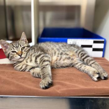 Hazel -  Domestic Short Hair Cat for Adoption in Newark, New Jersey - Hazel | PetCurious