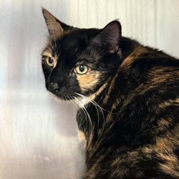 Lolly Pop -  Domestic Short Hair and Mixed Breed Cat for Adoption in Palm Springs, California - Lolly Pop | PetCurious