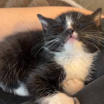 Domestic Short Hair Cats Available for Adoption in Minnetonka, Minnesota - Donatello C68994 | PetCurious