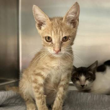 Mater -  Domestic Short Hair Cat for Adoption in Chattanooga, Tennessee - Mater | PetCurious