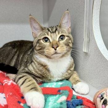 Buddha -  Domestic Short Hair Cat for Adoption in Atlanta, Georgia - Buddha | PetCurious