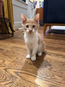 Rescue Domestic Short Hair Cats for Adoption in Louisville, Kentucky - LUCKY DAY | PetCurious