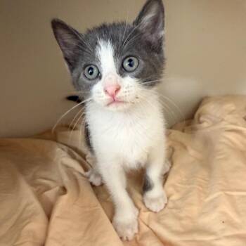 Junco Shaw-CA -  Domestic Short Hair Cat for Adoption in Tallahassee, Florida - Junco Shaw-CA | PetCurious