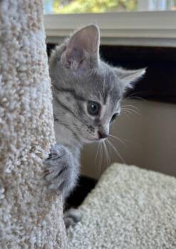 Domestic Short Hair Cats Available for Adoption in Taycheedah, Wisconsin - Tulip | PetCurious