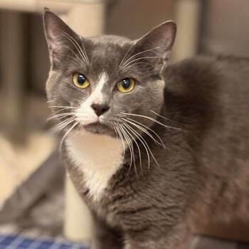 Domestic Short Hair Cats Available for Adoption - Oscar | PetCurious