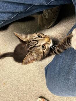 Klien -  Domestic Short Hair Cat for Adoption in Fort Collins, Colorado - Klien | PetCurious