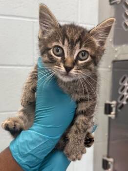 Skippy John Jones -  Domestic Short Hair Cat for Adoption in Fishers, Indiana - Skippy John Jones | PetCurious