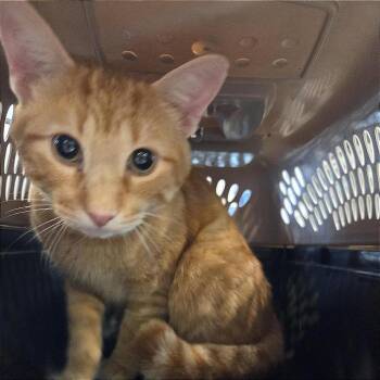 Auggie -  Domestic Short Hair Cat for Adoption in Brentwood, Missouri - Auggie | PetCurious