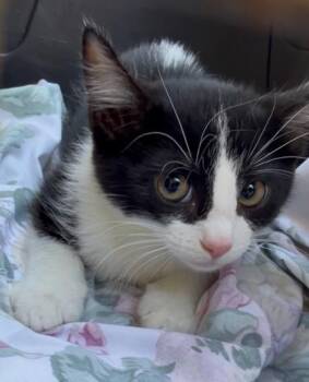 Sheena -  Domestic Short Hair Cat for Adoption in Morton Grove, Illinois - Sheena | PetCurious