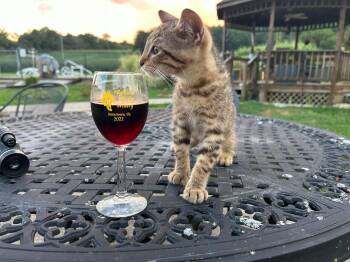 Charlie -  Domestic Short Hair and Tabby Cat for Adoption in Campbellsville, Kentucky - Charlie | PetCurious