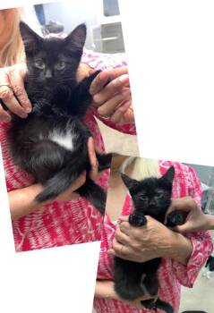 Domestic Short Hair Cats Available for Adoption in Lafayette, Colorado - Ravin | PetCurious