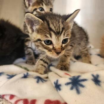 Domestic Short Hair Cats Available for Adoption in Evensville, Tennessee - Connor | PetCurious
