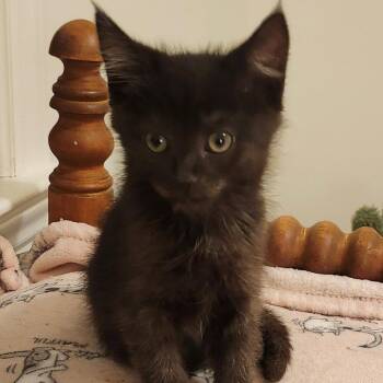 Domestic Short Hair Cats Available for Adoption in Candler, North Carolina - Fiddlehead | PetCurious
