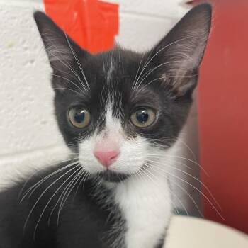 Fred -  American Shorthair Cat for Adoption in Edinburg, Texas - Fred | PetCurious
