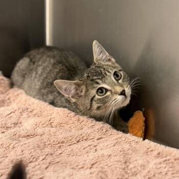 Lamborghini -  Domestic Short Hair Cat for Adoption in Marshall, Virginia - Lamborghini | PetCurious