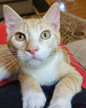 Rescue Domestic Short Hair Cats for Adoption in Minneapolis, Minnesota - Howl | PetCurious