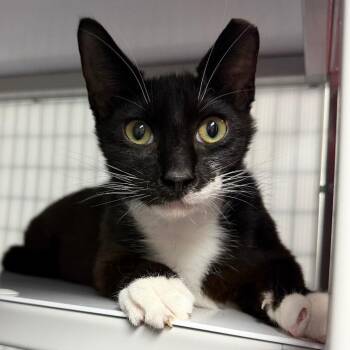 Domestic Short Hair Cats Available for Adoption - Sage | PetCurious