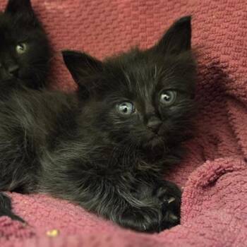 Aurra Sing -  Domestic Short Hair Cat for Adoption in Westland, Michigan - Aurra Sing | PetCurious