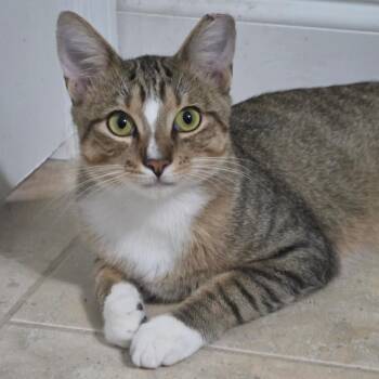 Duffy -  Domestic Short Hair Cat for Adoption in Fort Lauderdale, Florida - Duffy | PetCurious