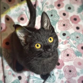 Mary -  Domestic Short Hair Cat for Adoption in Portland, Oregon - Mary | PetCurious