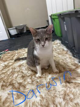 Rescue Domestic Short Hair Cats for Adoption in Liverpool, Texas - Darwin | PetCurious