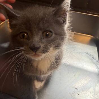 Domestic Short Hair Cats Available for Adoption in Tuscaloosa, Alabama - TUSC-Stray-84207 | PetCurious