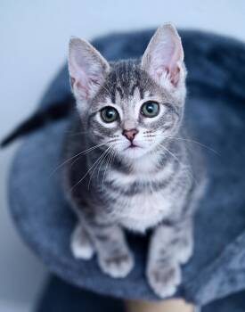 Princess Bubblegum -  Tabby and Domestic Short Hair Cat for Adoption in Chattanooga, Tennessee - Princess Bubblegum | PetCurious