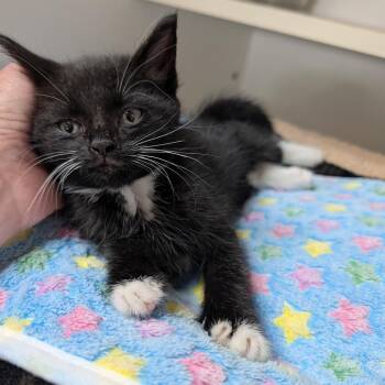 Joey -  Domestic Short Hair Cat for Adoption in Potomac, Maryland - Joey | PetCurious