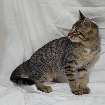 Raccoon -  Domestic Short Hair Cat for Adoption in Traverse City, Michigan - Raccoon | PetCurious